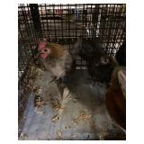 lemon blue /brown red pair