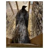 black shoulder violet peacock