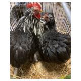 cochin bantams
