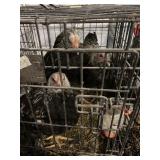 dark brahma cockerals