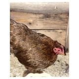 cochin hen