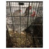 barred rock roosters and three hens