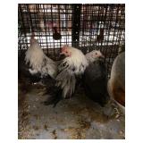 silver duckwing two male one female