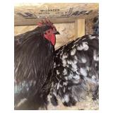 pair of cochin bantam