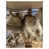 red bourbon turkey pullets