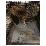 crele old english pair