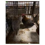 lemon blue /brown red pair