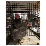 black/blue old english