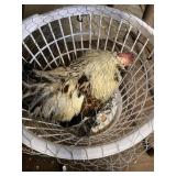 salmon faverolles rooster