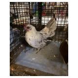 lemon blue sport hen