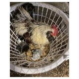 salmon faverolles rooster