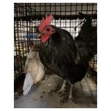 black/splash old english