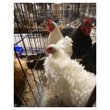 Pair of white cochins frizzle hen standard rooster