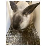 siamese rabbit buck