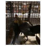 old english brown red hens