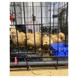 bantam buff cochins 10 weeks old