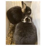 netherland dwarf rabbit