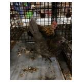 lemon blue /brown red pair