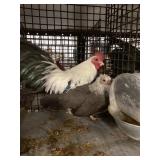 silverduckwing old english