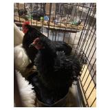 black cochins bantams