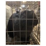 flemish giant buck with papers