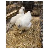 silkie pair
