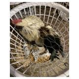 salmon faverolles rooster