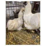 silkie pair