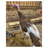 turkey bourbon red tom turkey