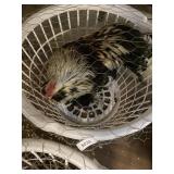 salmon faverolles rooster