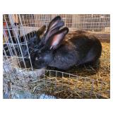 4 month old continetal buck