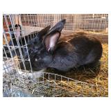 4 month old continetal buck