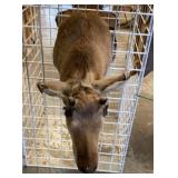 antelope rough condition