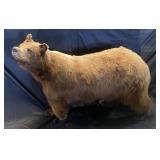 Cinnamon black Bear mount