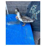 pair of chocolate call ducks