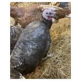 black spainish hen turkey