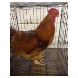 rohde island red rooster