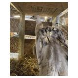 black shoulder peahen