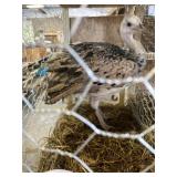 black shoulder peacock