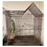 quaker parrot and cage
