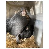 cooper Marana chicks