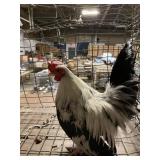 duck wing old english