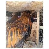 golden laced polish roos