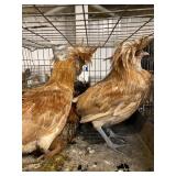 2buff 1 golden laced polish roos
