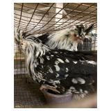 silver laced polish roo