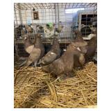 young roller pigoens