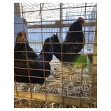 black bantams