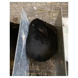 Black New Zealand - Show Rabbit