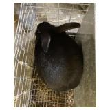 Black New Zeland - Show Rabbit