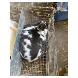 Broken Doe - Show rabbit